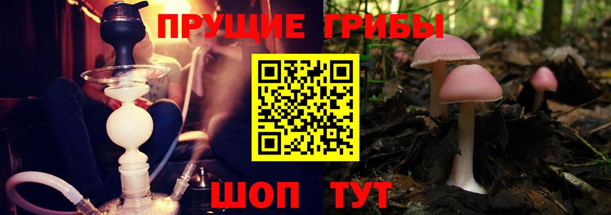 где купить наркоту  Вход с VPN  Гатчина  Псилоцибиновые грибы мицелий 